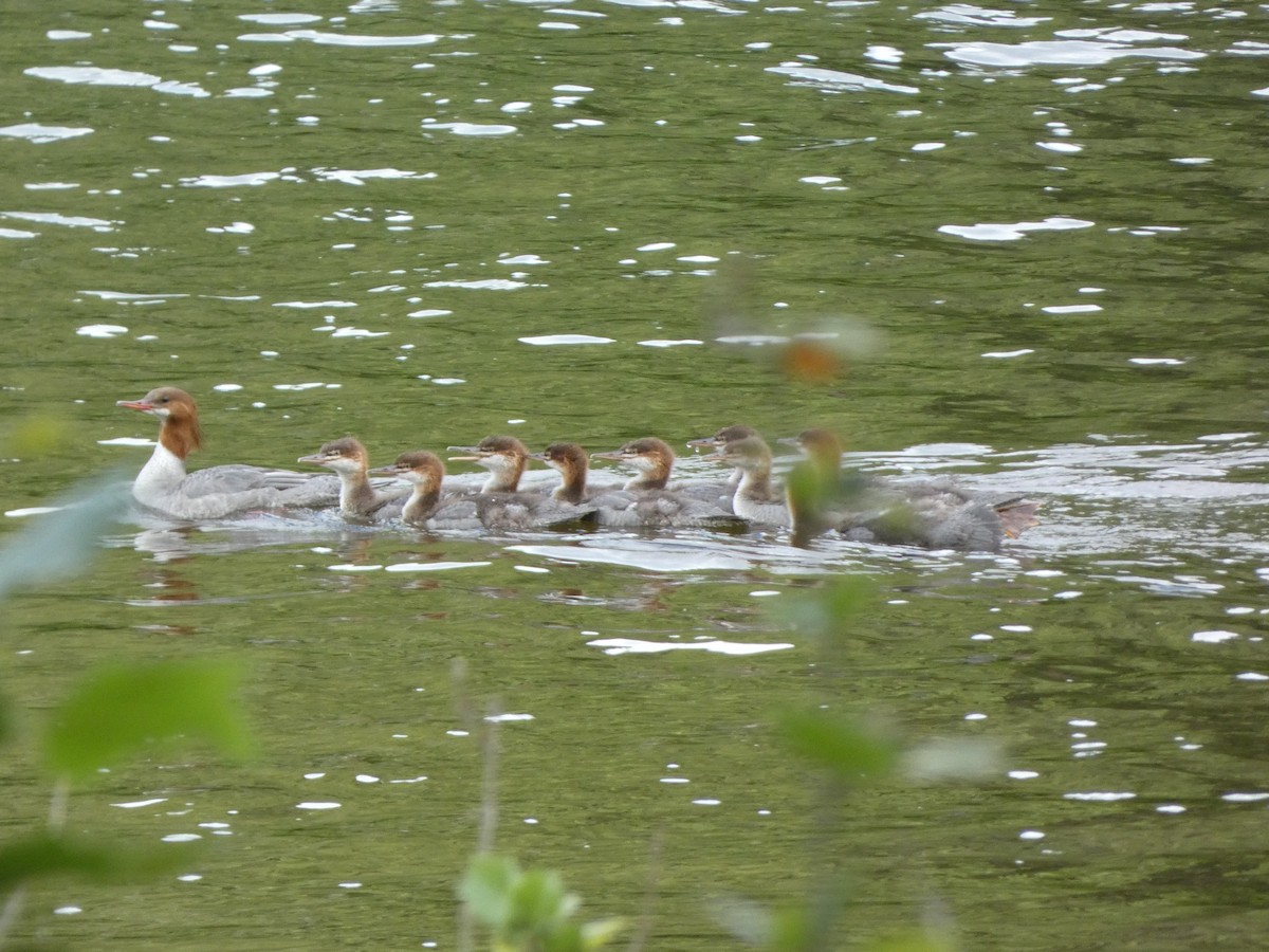 Common Merganser (North American) - ML618834319