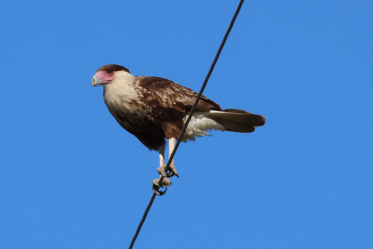 Crested Caracara - Vern Bothwell