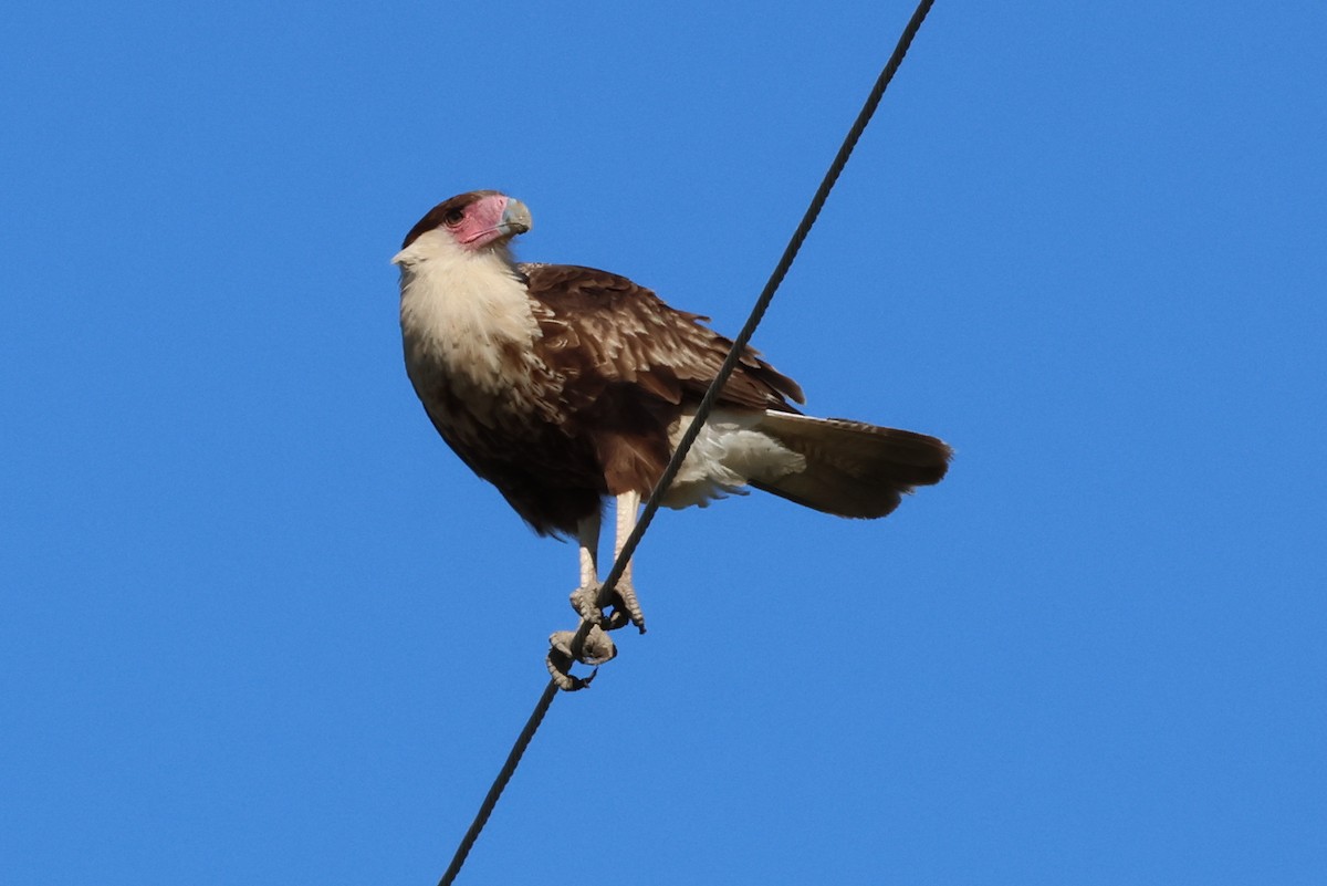 Crested Caracara - Vern Bothwell