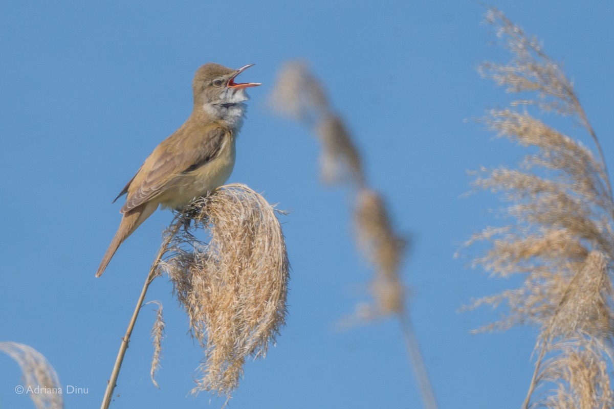 Great Reed Warbler - Adriana Dinu