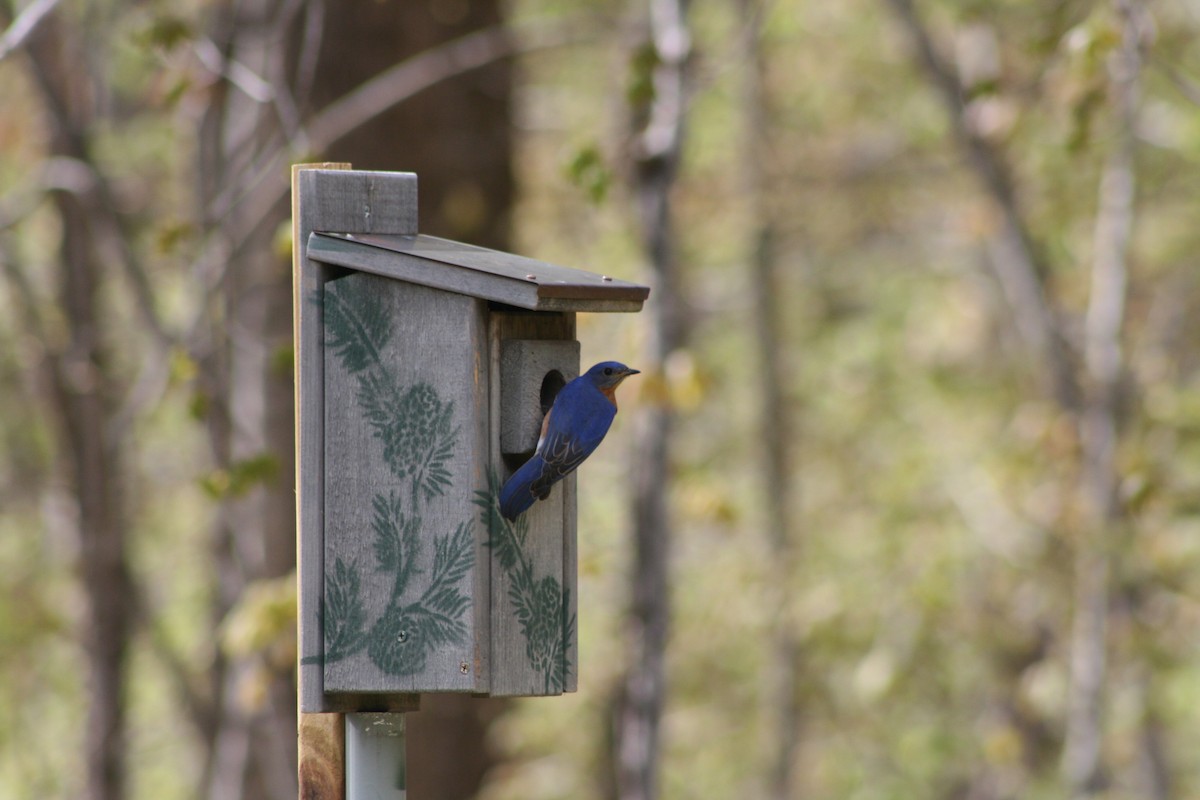 Eastern Bluebird - Maria Oldham