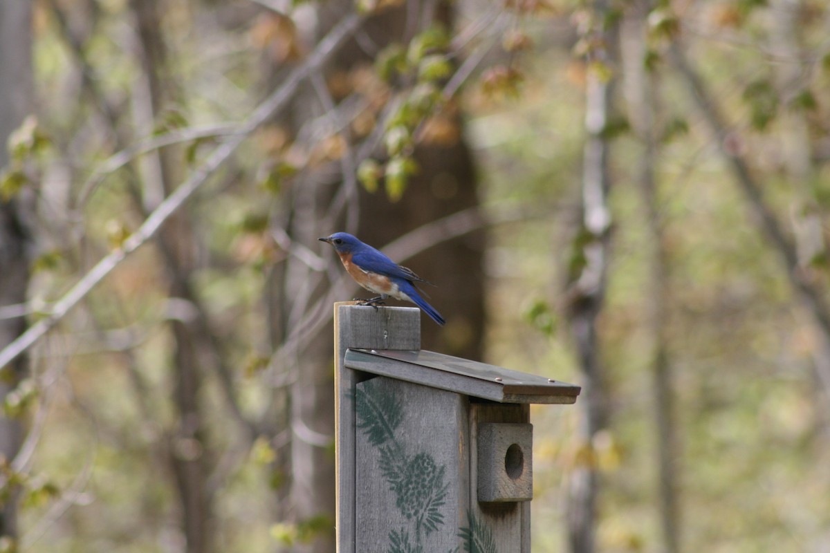 Eastern Bluebird - Maria Oldham