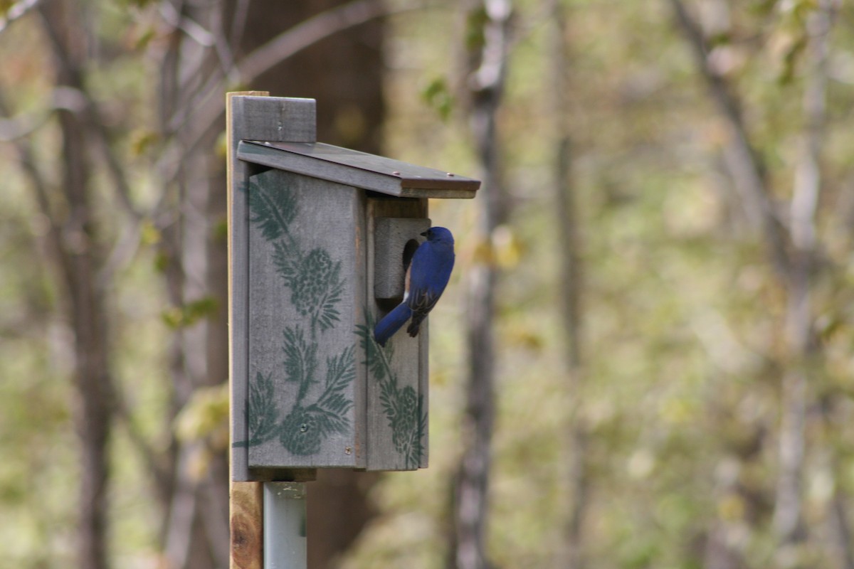 Eastern Bluebird - Maria Oldham