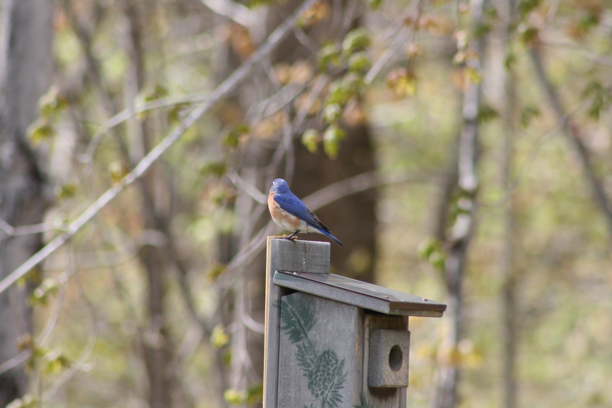 Eastern Bluebird - Maria Oldham