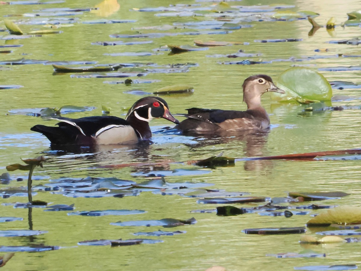 Wood Duck - John Felton