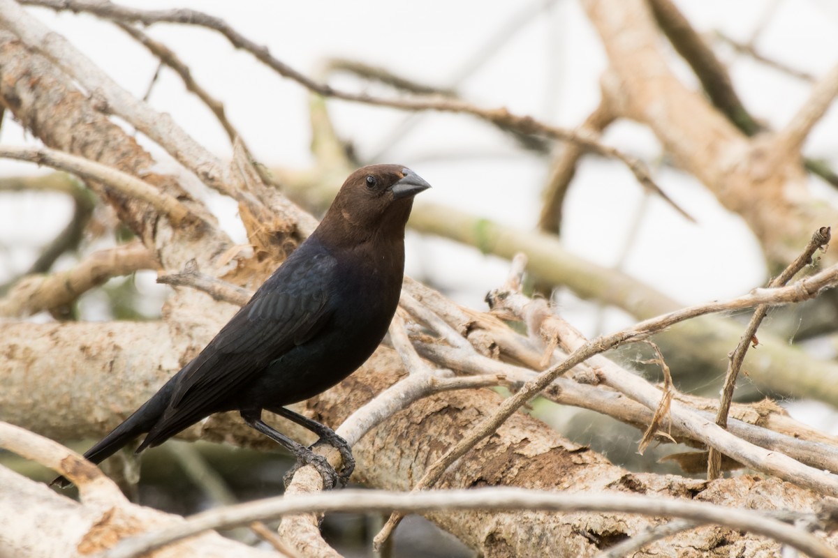 Brown-headed Cowbird - Lori Buhlman