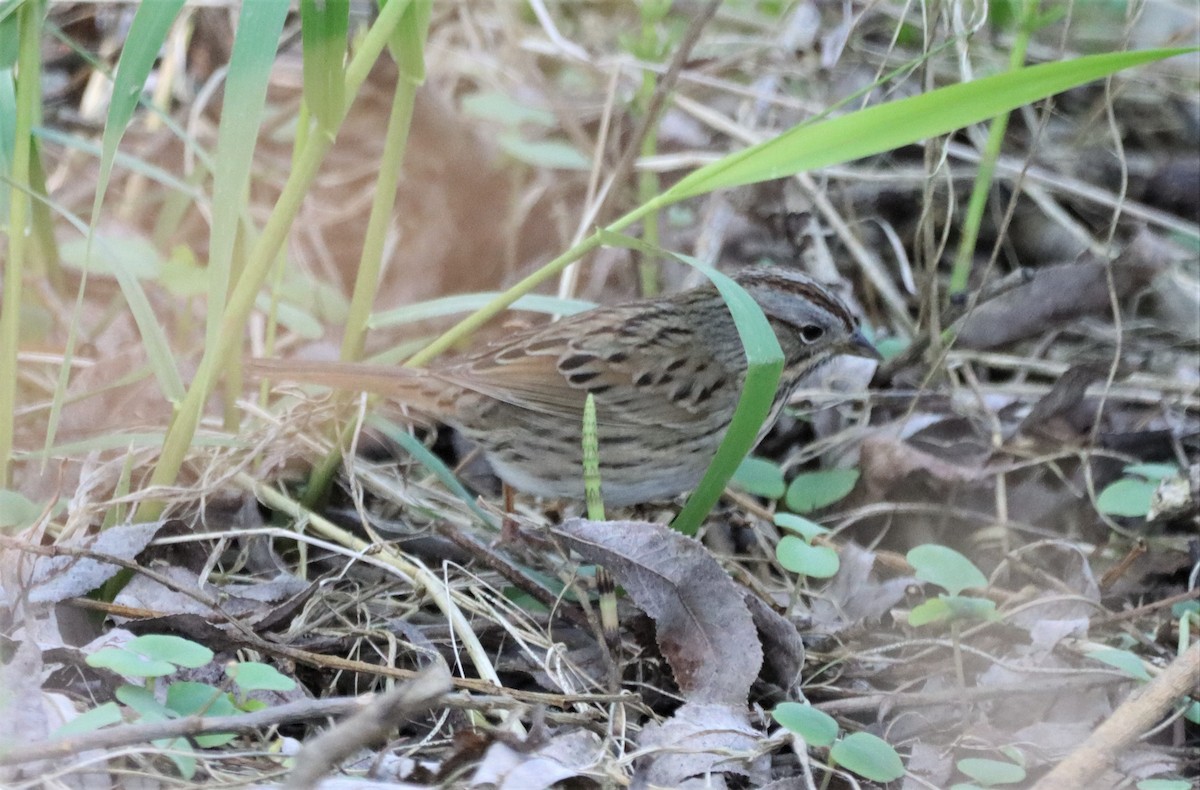 Lincoln's Sparrow - Daniel Laforce