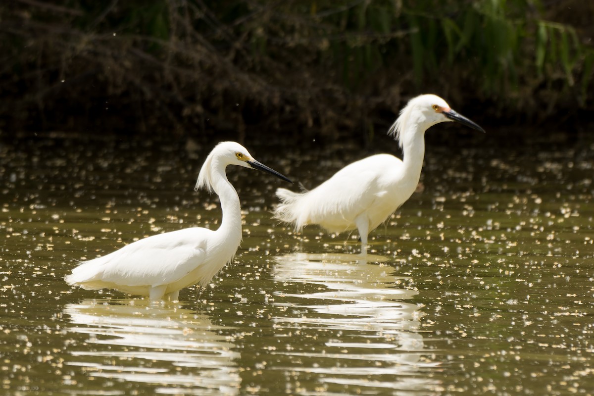 Snowy Egret - Lori Buhlman