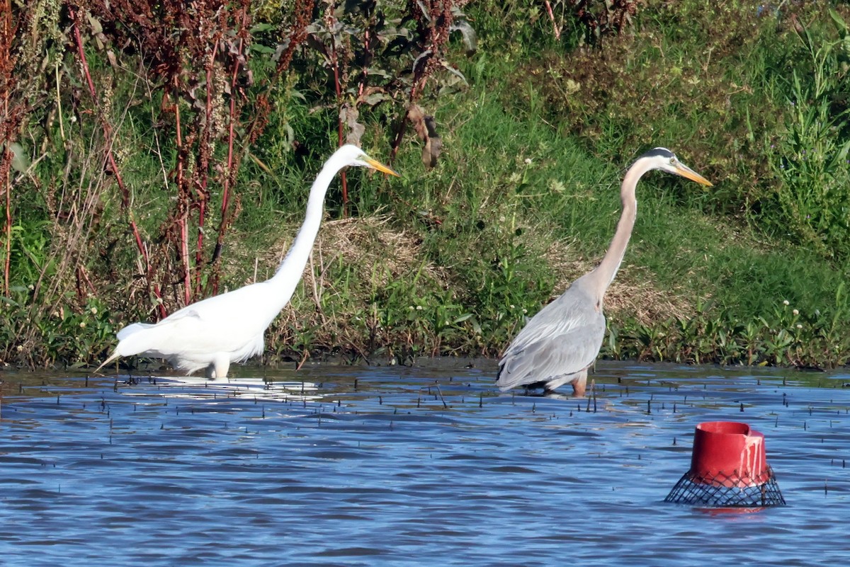 Great Egret - Vern Bothwell