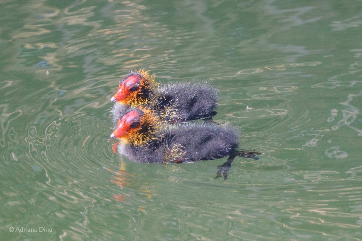 Eurasian Coot - Adriana Dinu