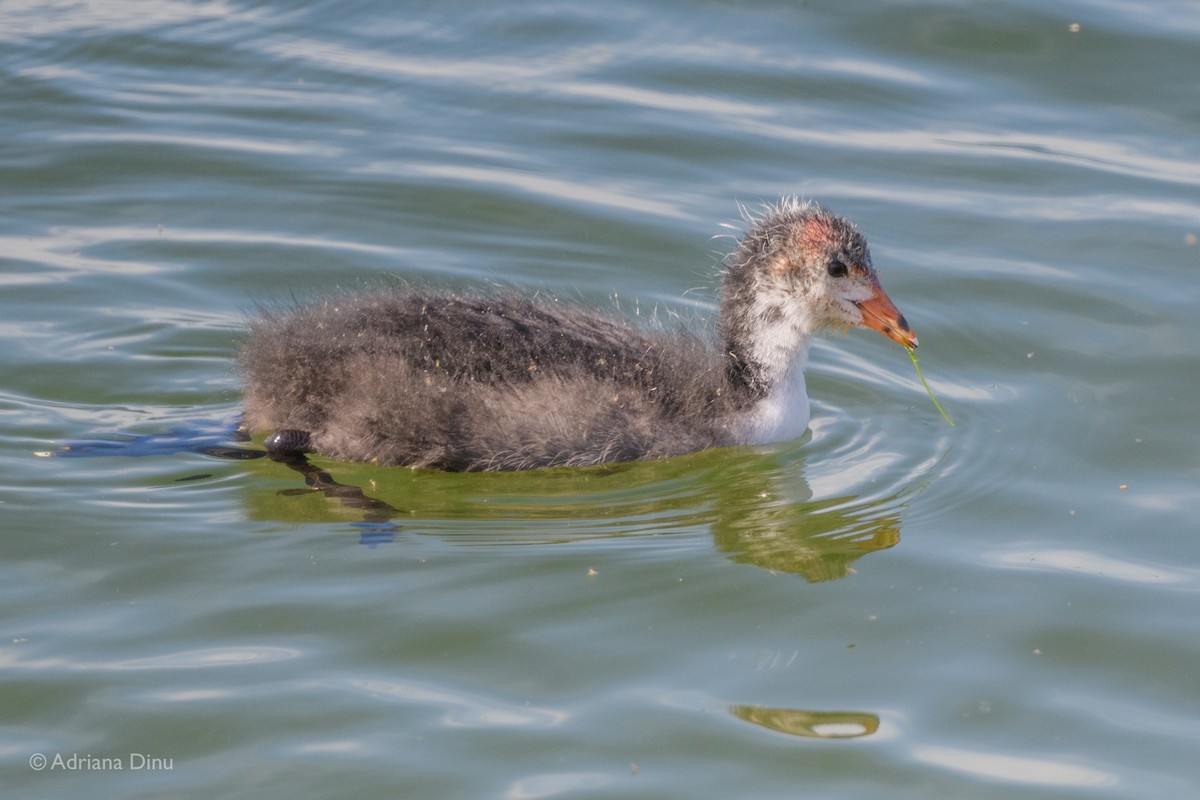 Eurasian Coot - Adriana Dinu