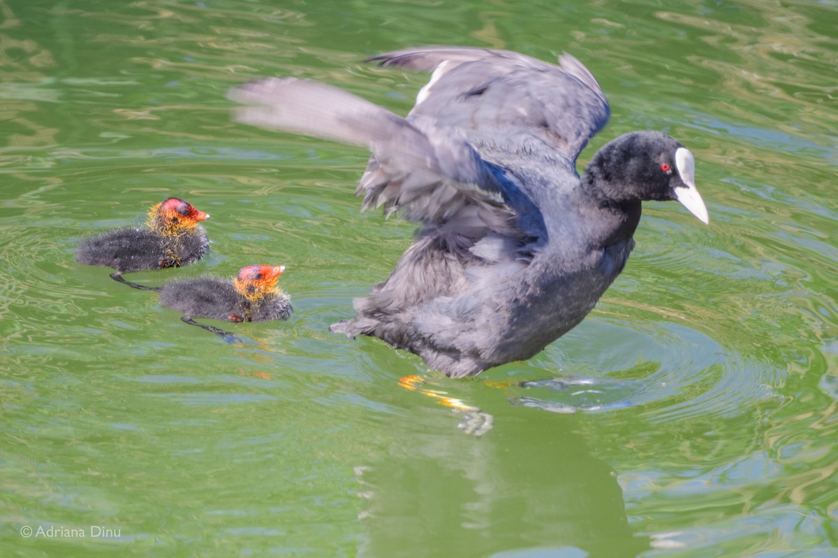 Eurasian Coot - Adriana Dinu