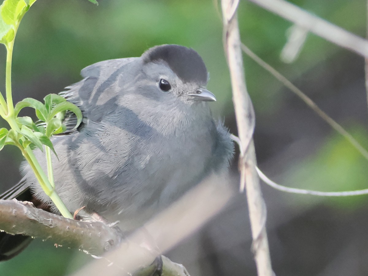 Gray Catbird - John Felton