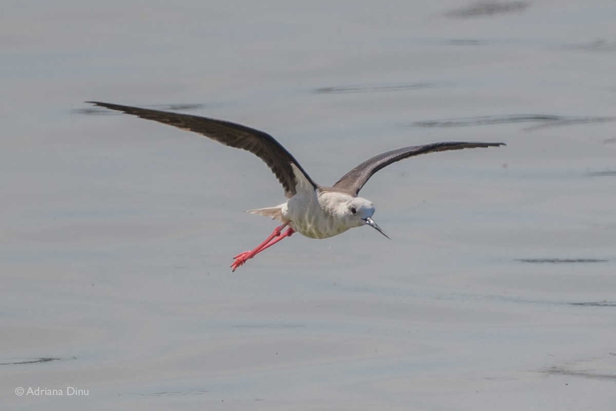 Black-winged Stilt - Adriana Dinu