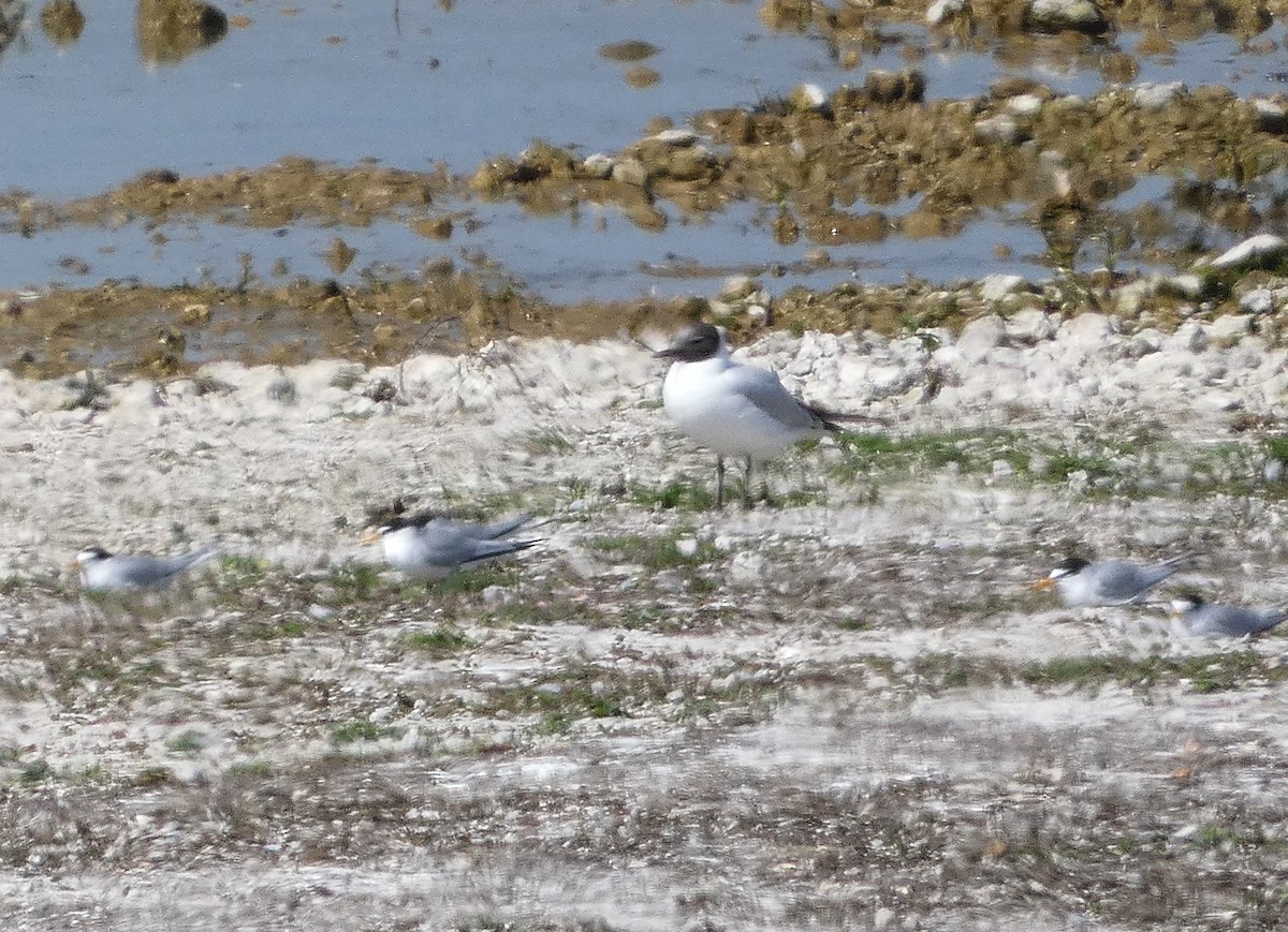 Little Tern - Mike Tuer