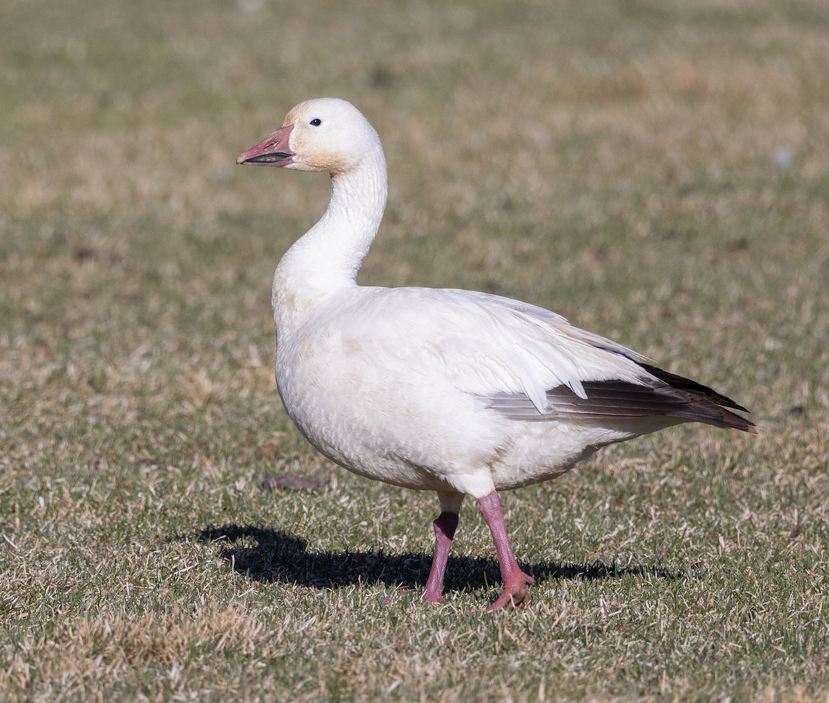 Snow Goose - Caroline Lambert