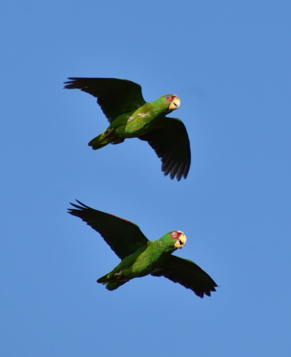 White-fronted Parrot - Sergio Abad Garcia