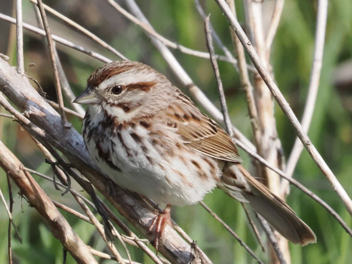 Song Sparrow - John Felton