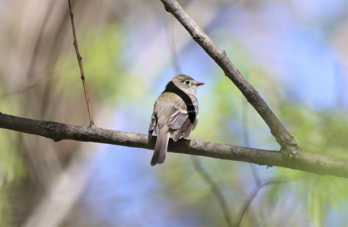 Least Flycatcher - Daniel Laforce