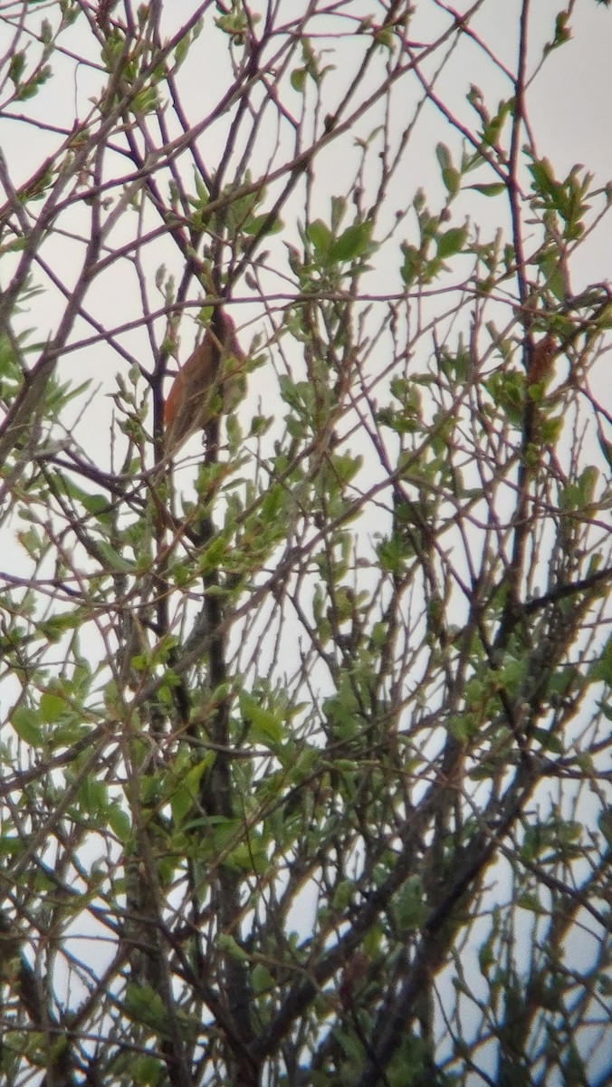 Common Rosefinch - Richard Paško