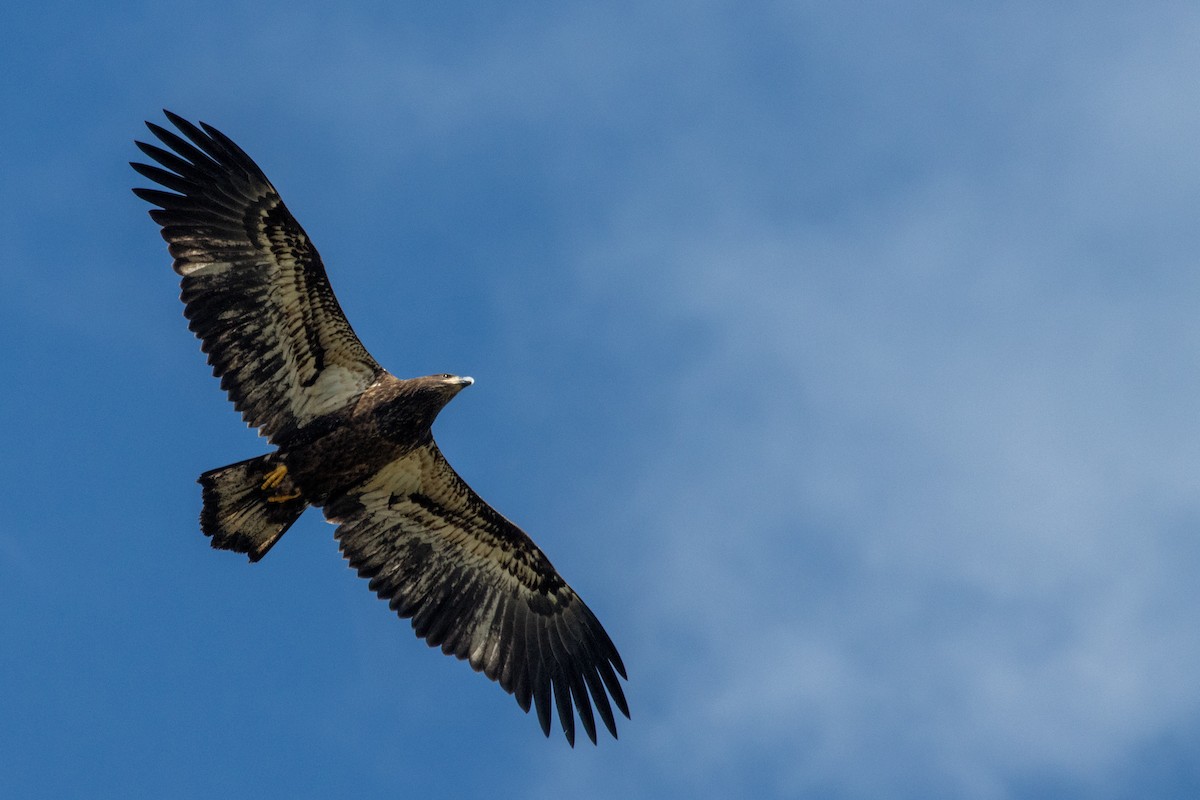 Weißkopf-Seeadler - ML618834495