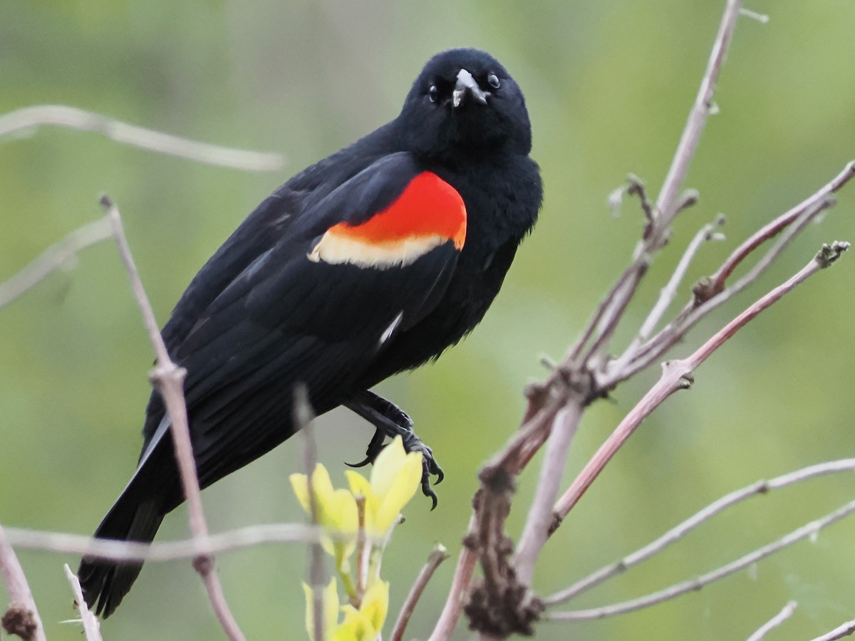 Red-winged Blackbird - John Felton