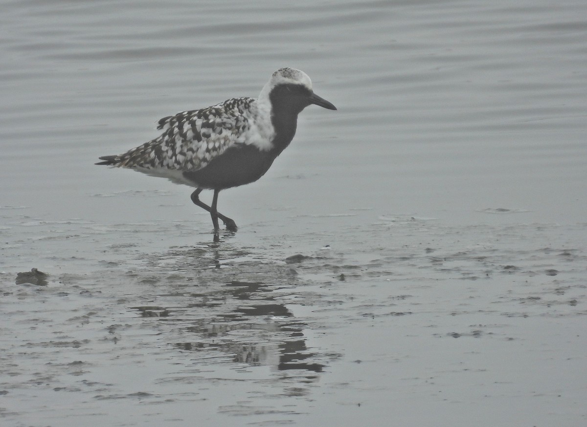 Black-bellied Plover - Rachel Harvey