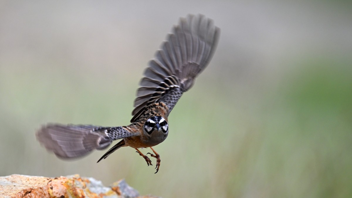 Rock Bunting - Ogün Aydin