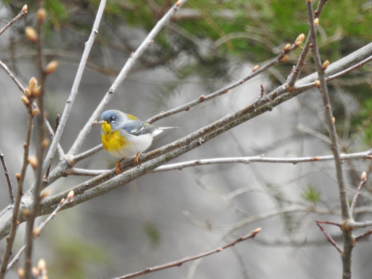 Northern Parula - Marc LeBlanc