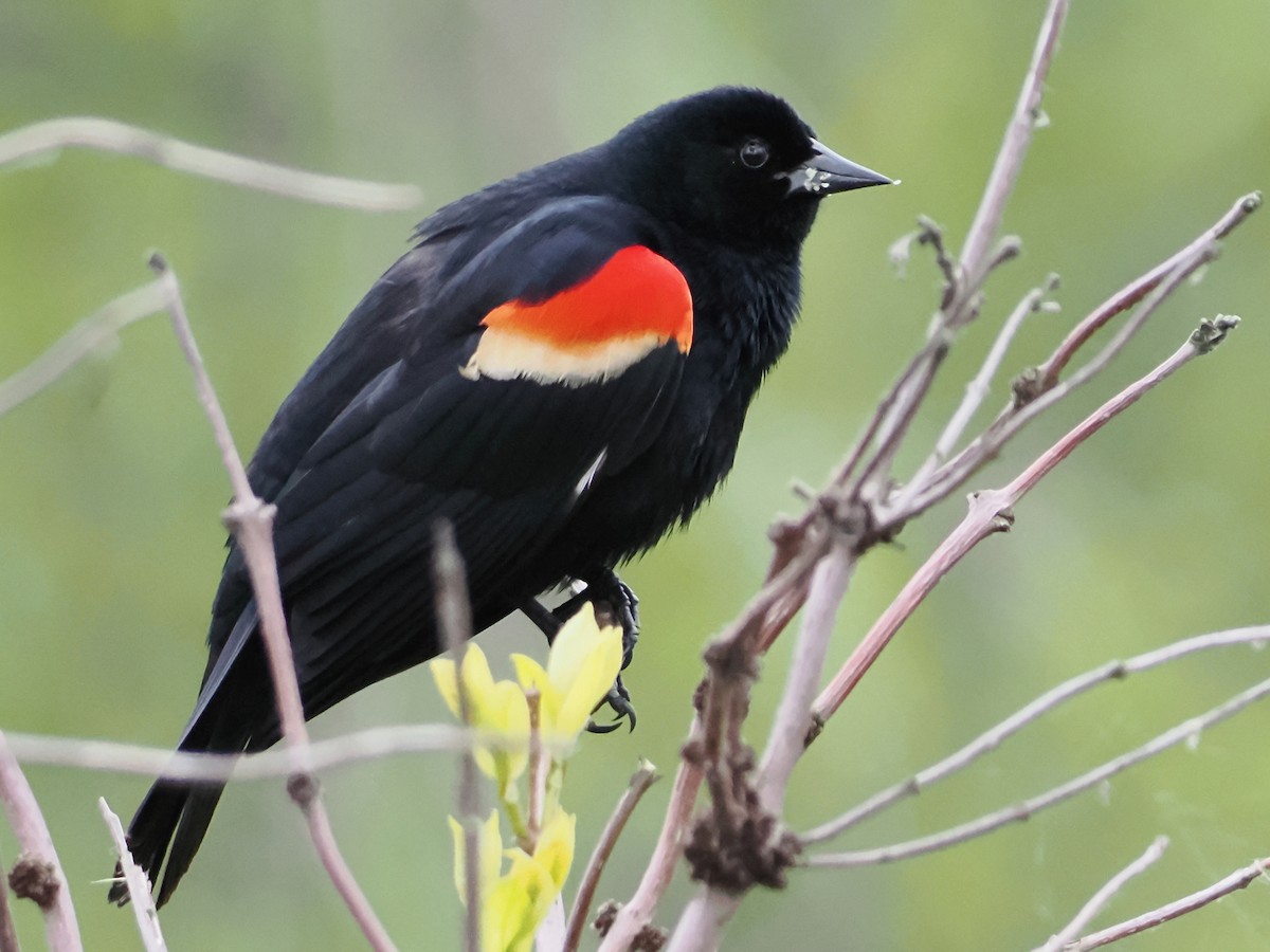 Red-winged Blackbird - John Felton