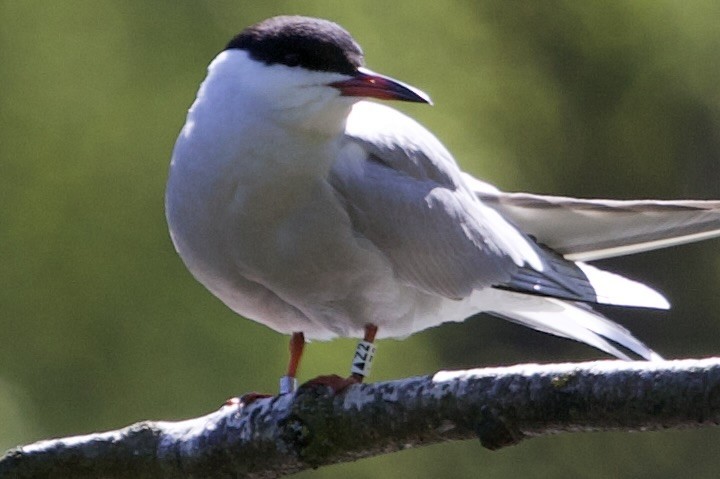 Common Tern - Elena Popova