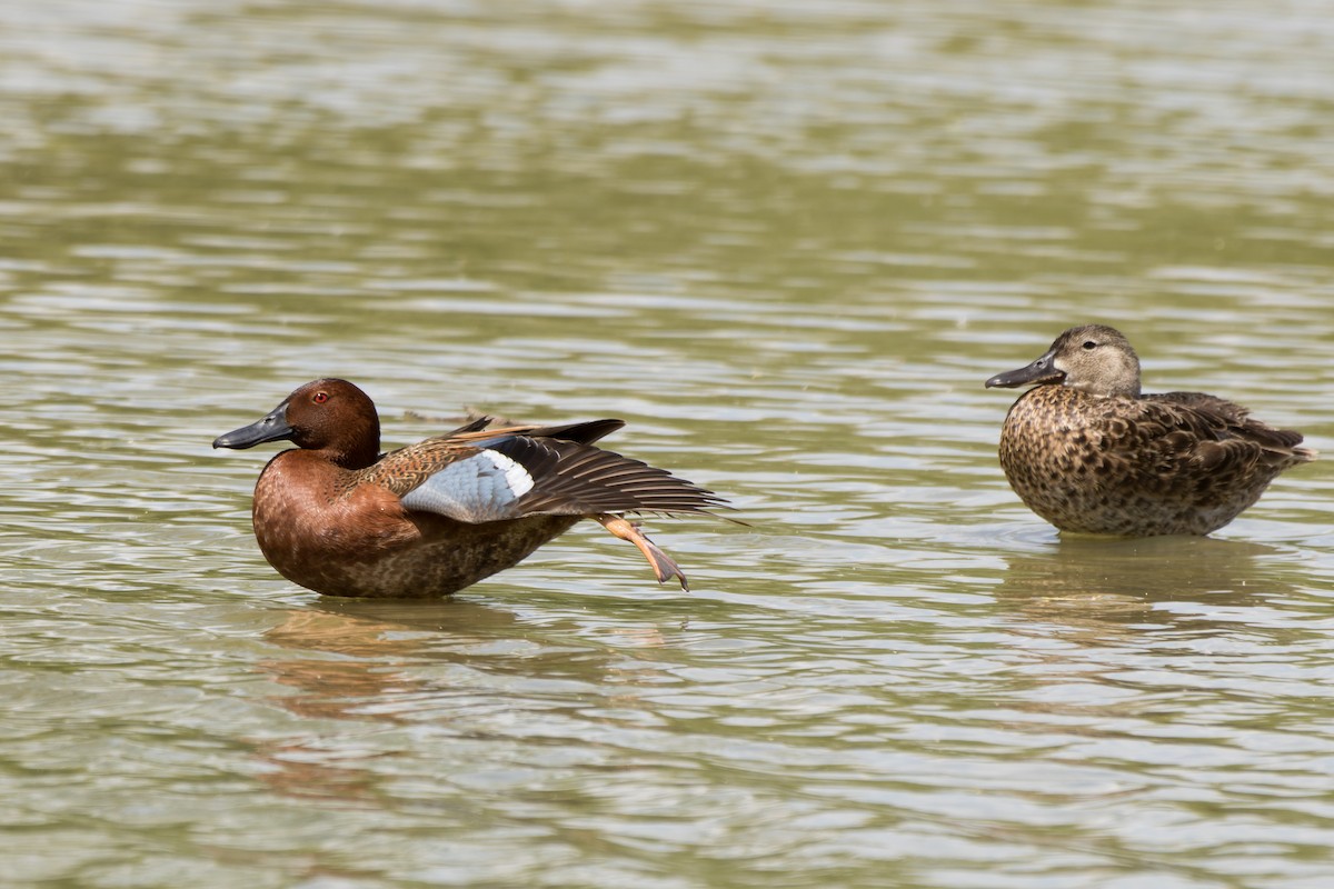 Cinnamon Teal - Lori Buhlman