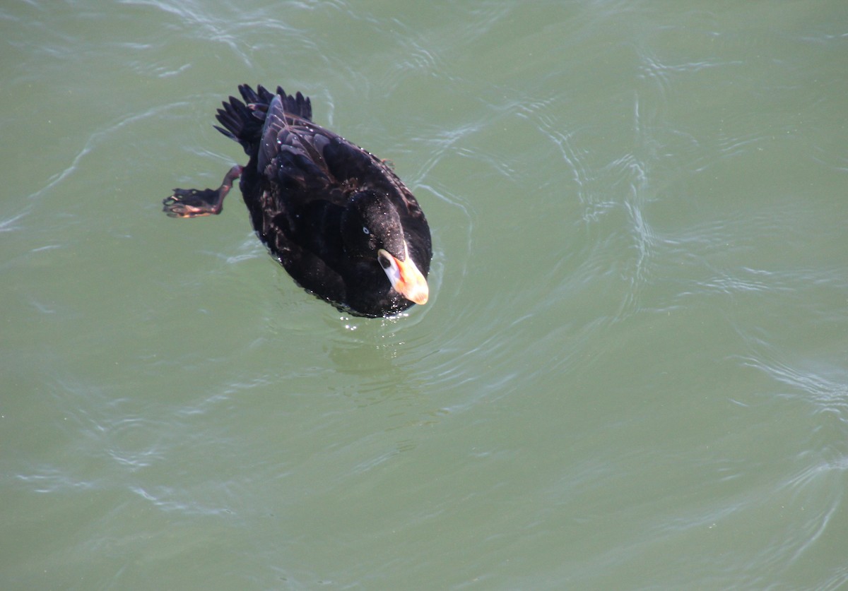 Surf Scoter - Scott Kramer