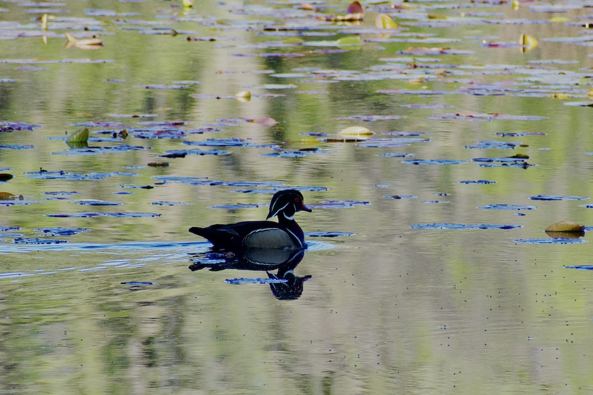 Wood Duck - Paul Nelson