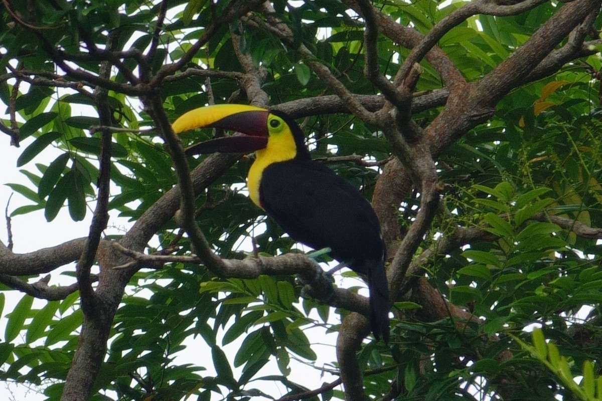 Yellow-throated Toucan - Gonzalo Trujillo Trujillo