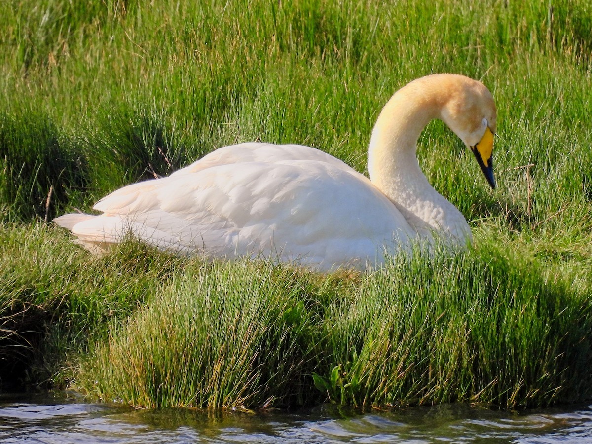 Whooper Swan - ML618834573