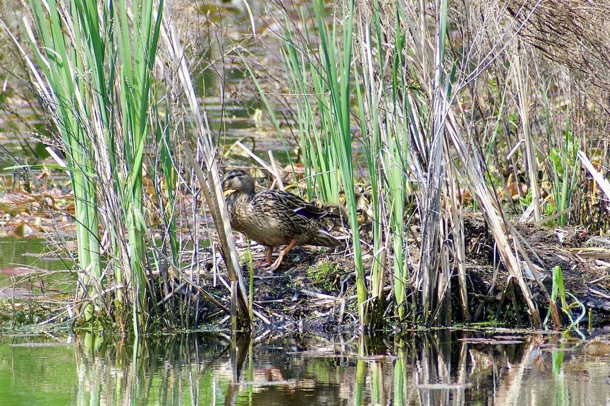 Mallard - Paul Nelson