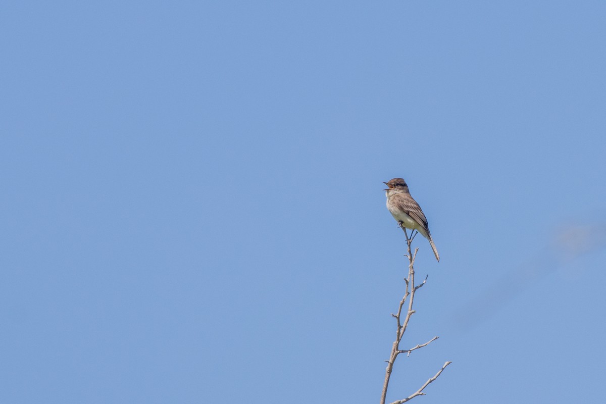 Eastern Phoebe - ML618834592