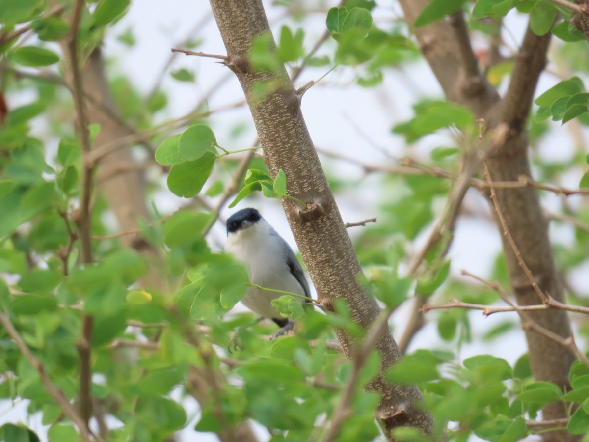 White-lored Gnatcatcher - Mario Reyes Jr