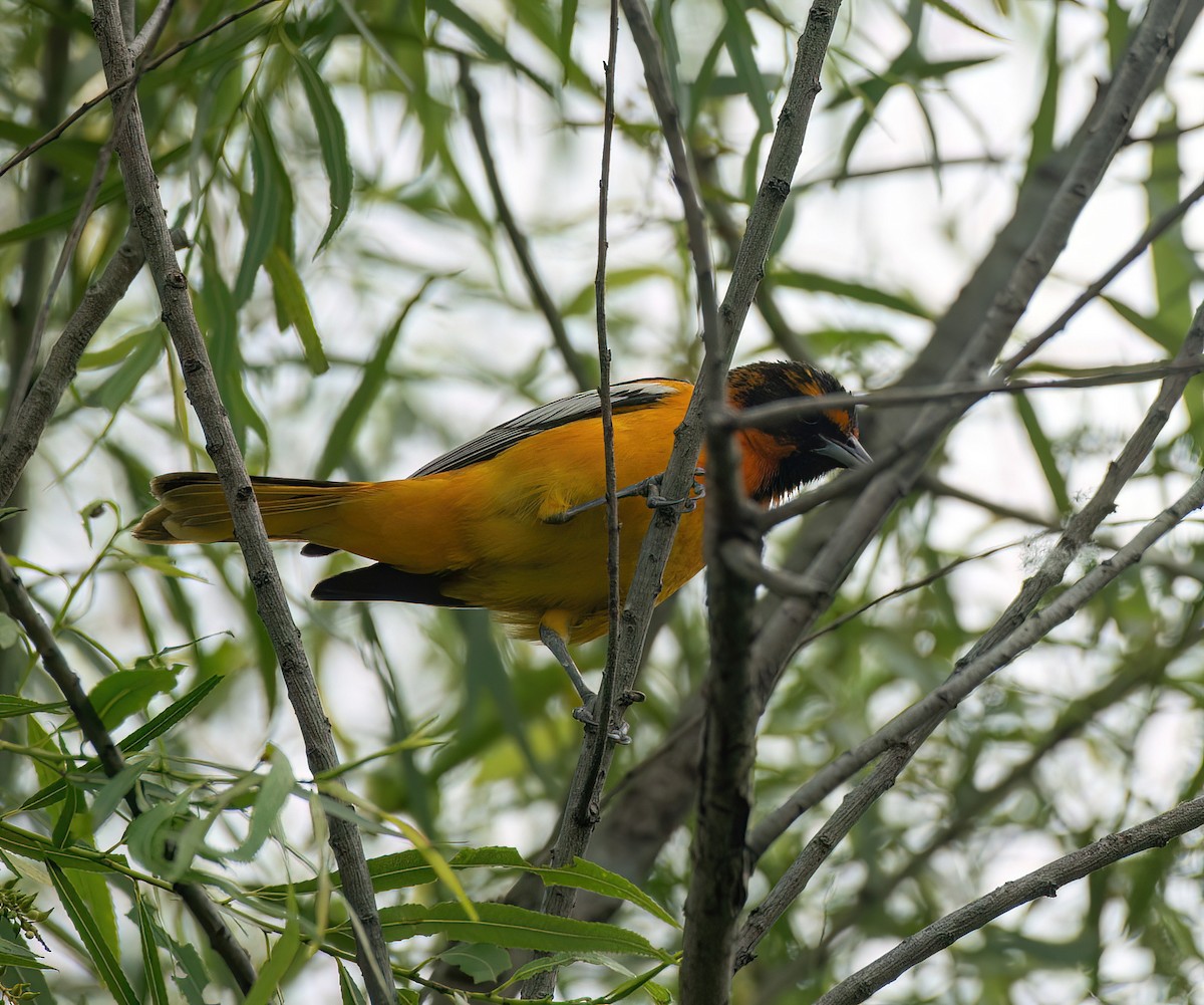 Bullock's x Baltimore Oriole (hybrid) - Charlie Plimpton