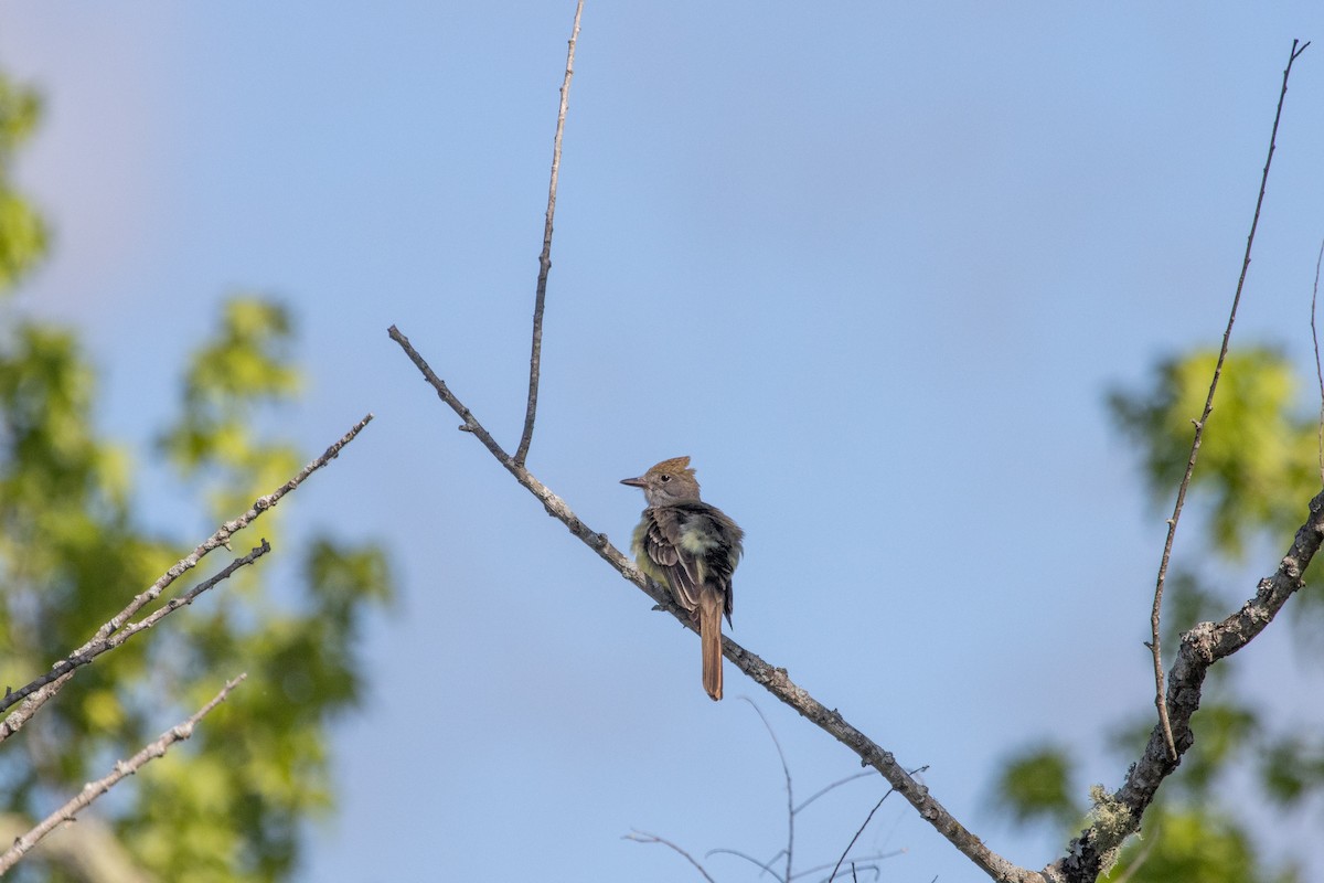 Great Crested Flycatcher - Jack Duffy