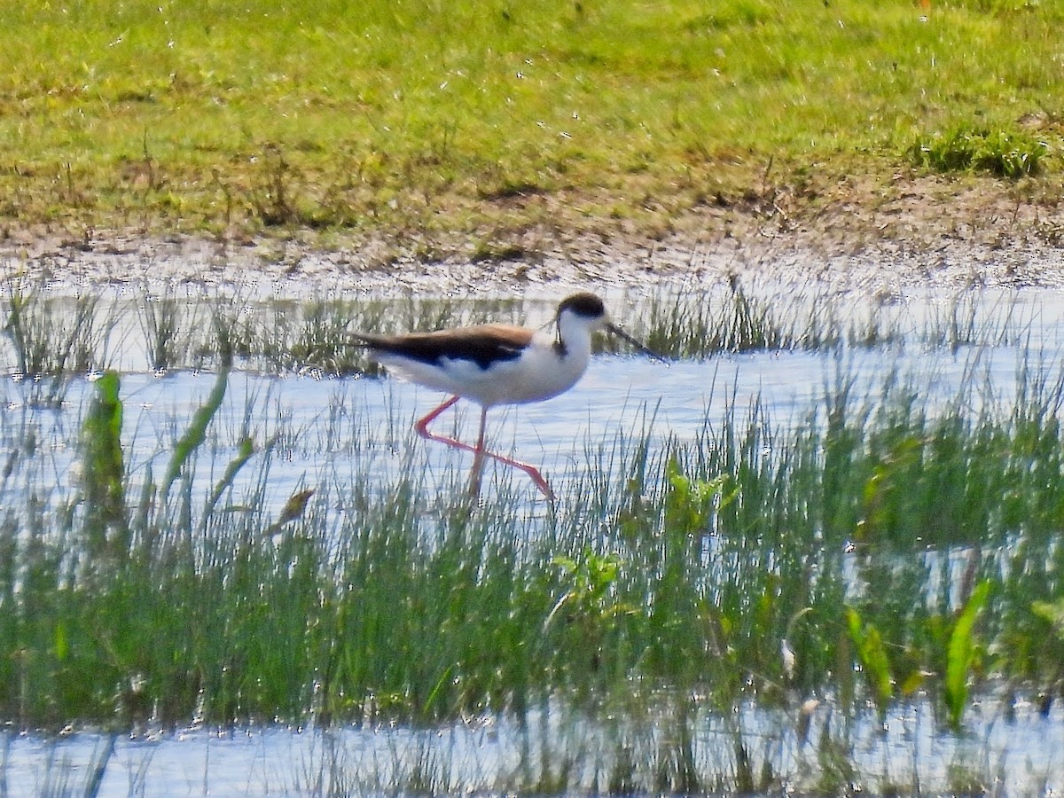 Black-winged Stilt - ML618834614