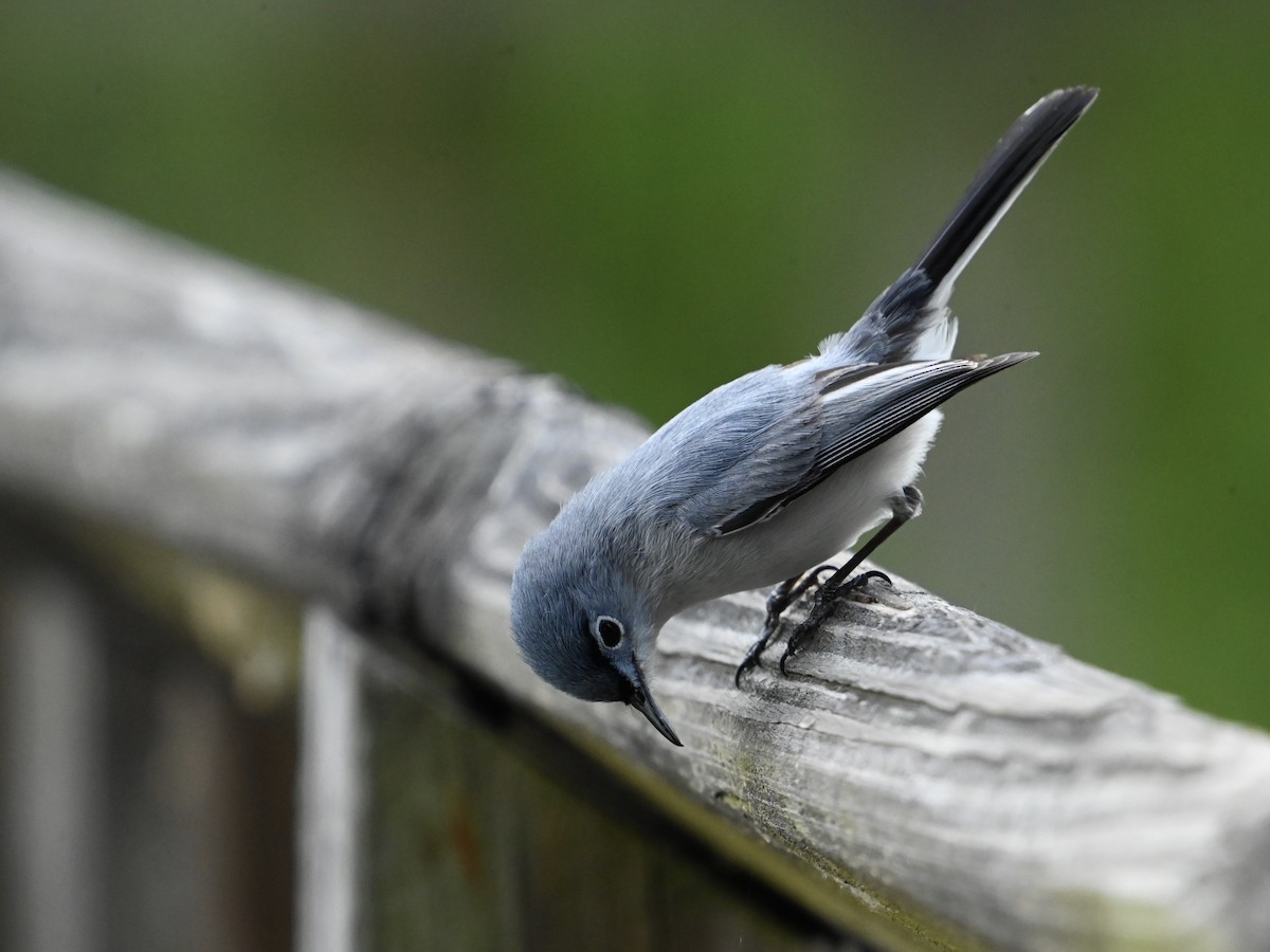 Blue-gray Gnatcatcher - William Woody