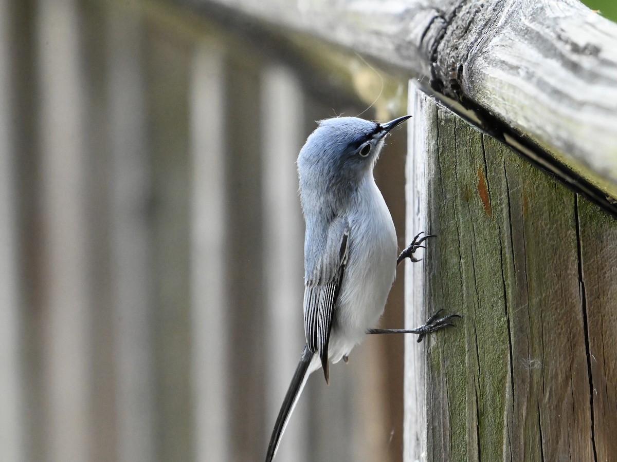 Blue-gray Gnatcatcher - William Woody