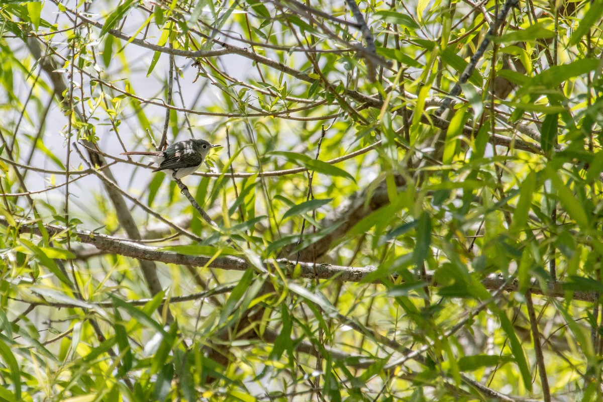 Blue-gray Gnatcatcher - Jack Duffy