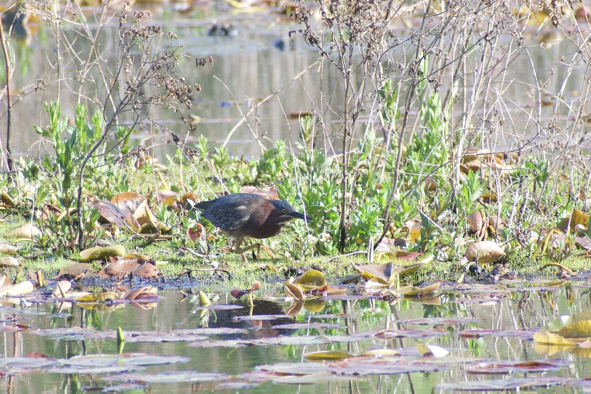 Green Heron - Paul Nelson