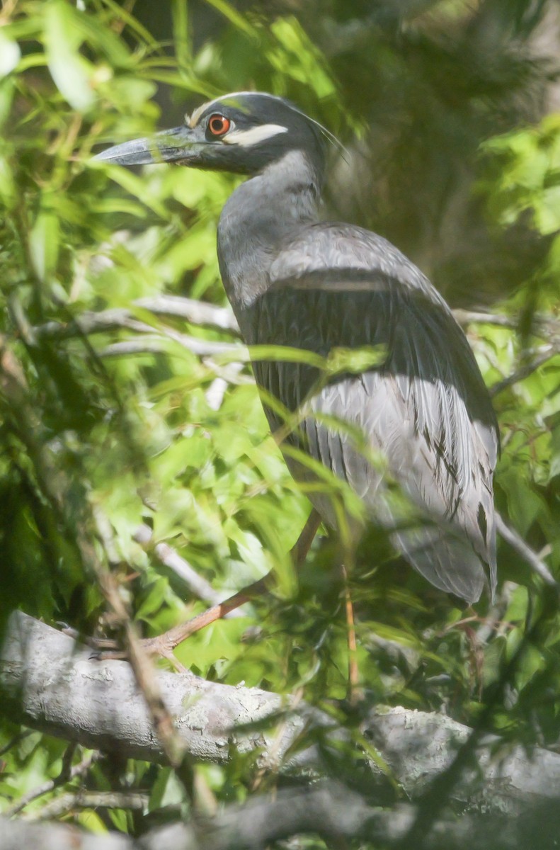 Yellow-crowned Night Heron - ML618834642