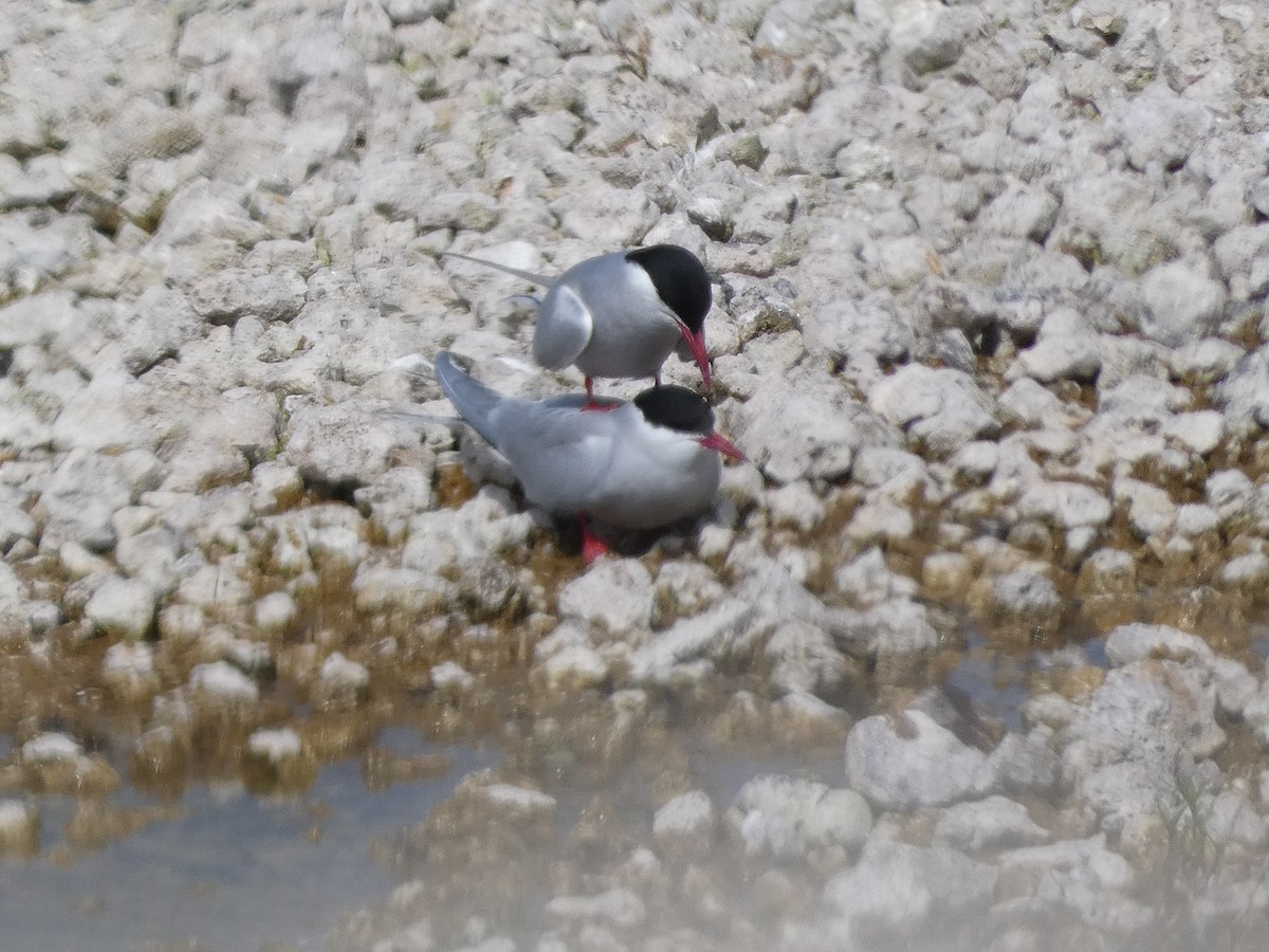 Arctic Tern - Mike Tuer