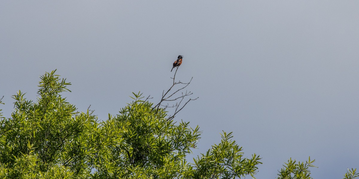 Orchard Oriole - Jack Duffy