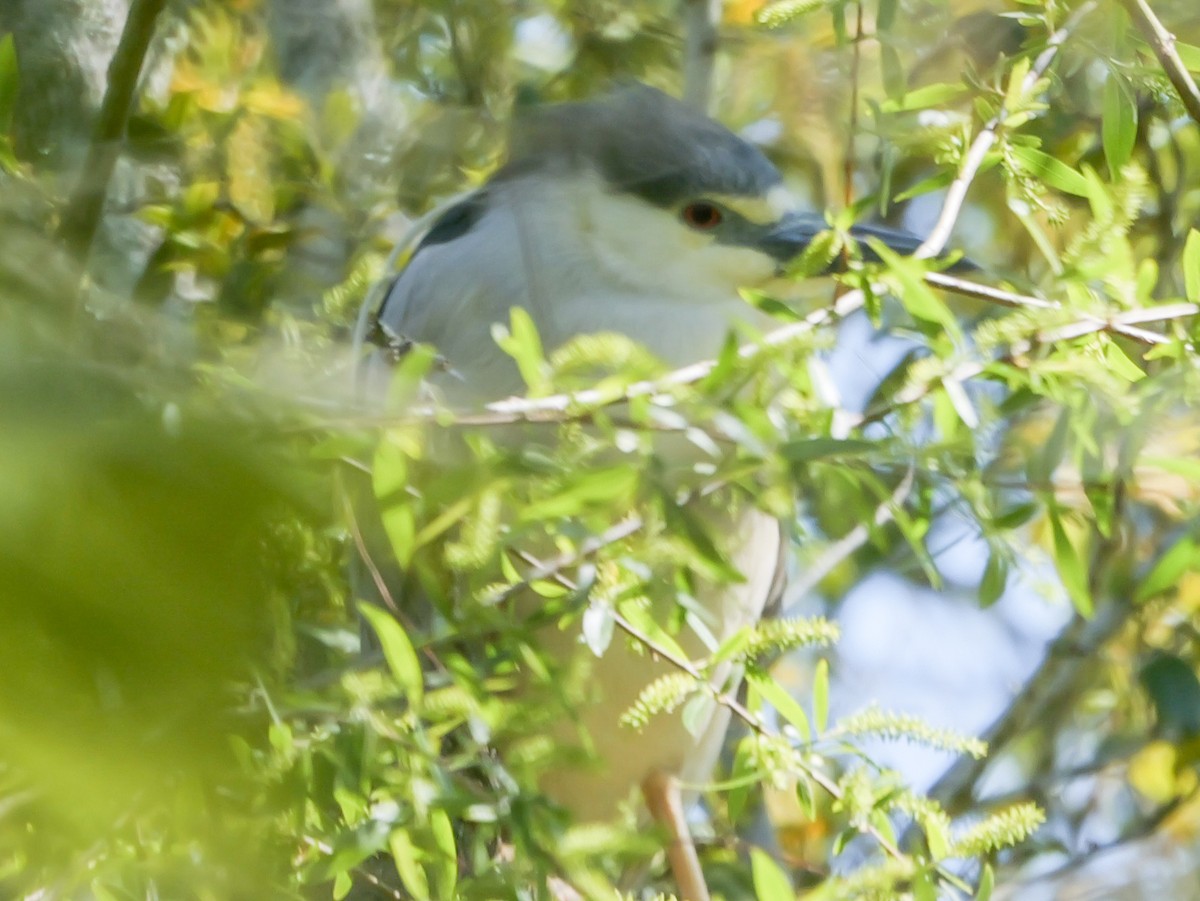 Black-crowned Night Heron - ML618834655